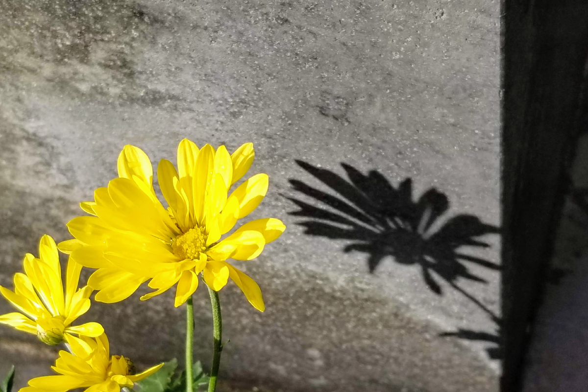 日本における少子高齢化と墓じまい